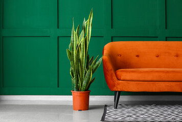 Houseplant and stylish sofa near color wall