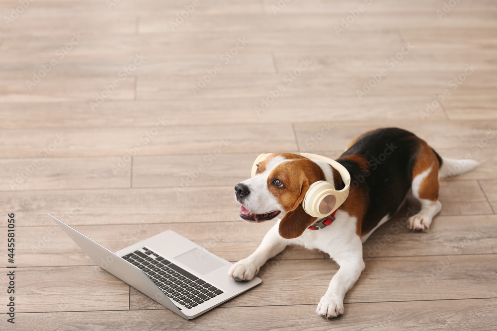 Cute Beagle dog with headphones and laptop at home - obrazy, fototapety, plakaty 