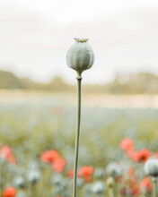 Vertical shot of poppy seed capsule in a field