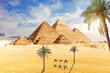 Palms, camels and famous Pyramids of Giza, Cairo, Egypt