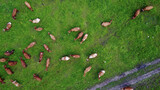 Fototapeta  - aerial view of cows on green pasture in Switzerland