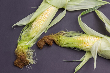 Two ears of corn with leaves and silky threads