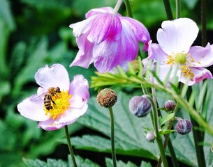 Canvas Print - purple and yellow flowers