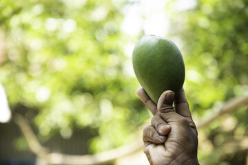 Sticker - Shallow depth of field shot of a mango yet being green in a human's hand.