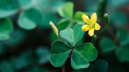 Wall Mural - Lucky Irish Four Leaf Clover in the Field for St. Patricks Day holiday symbol. with three-leaved shamrocks, shamrocks, St.Patrick's day concept. template for design. banner. copy space