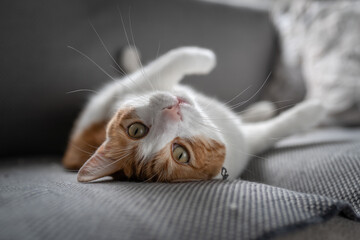 Wall Mural - brown and white cat with yellow eyes lying on its back, looks at the camera. close up