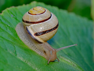 Grove snail, Hainschnecke (Cepaea nemoralis)