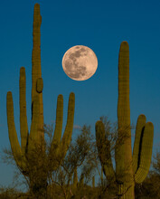 Full Moon Rising Over The Arizona Desert