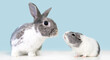 A cute gray and white Dwarf mixed breed pet rabbit and an American Guinea Pig looking at each other