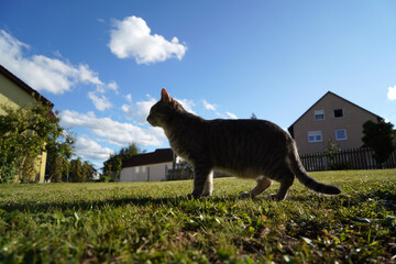 Wall Mural - Silhouette shot of a cat standing on a field with houses on the background
