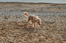 Dog On Italian Beach Bonnie 
