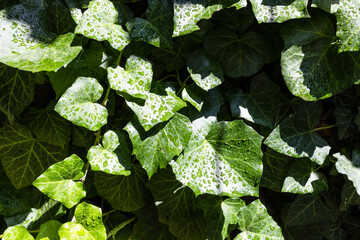 Wall Mural - wet leaves of ivy plant after rain on sunny day