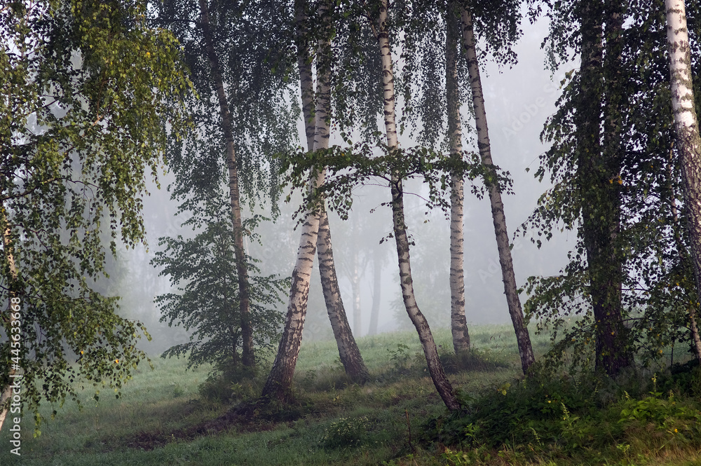 Pięknie oświetlone drzewa brzozy w lesie we mgle	
 - obrazy, fototapety, plakaty 