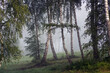 Pięknie oświetlone drzewa brzozy w lesie we mgle	
