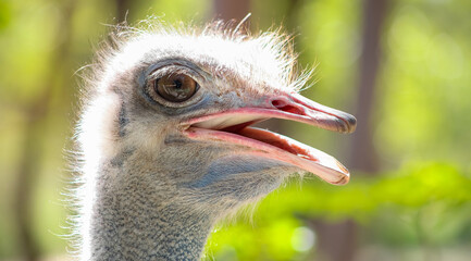 Poster - Closeup of an African Ostrich head on a Game Reserve, South African