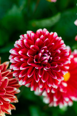 Red dahlia flower with water eain drops in garden. Red flowers. Beautiful picture of red dahlia. Wallpaper of beautiful dahlia flower. Flower with rain drops.