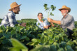© Budimir Jevtic - Two male farmers showing young agronomist soy plant while crouching in field.