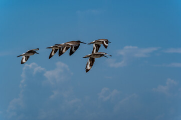 Wall Mural - A Flock of Willets