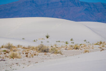 Vegetation, Including Soaptree Yucca Plants, Grow In The Gypsum Sand In White Sands National Park