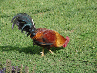 Sticker - Closeup shot of a rooster walking on the green grass