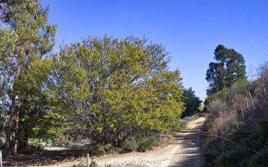 trees in the park