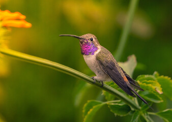 Little endemic chilean hummingbird from the north of the country