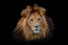 Portrait Lion Isolated On Black Background. Detail Face Lion. Hight Quality Portrait Lion. Portrait From Animal