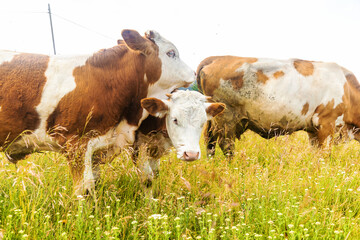 Sticker - Closeup shot of cow grazing among wildflowers