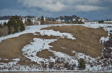 Sticker - A scenic view of animals grazing grass in a field on a cloudy sky background