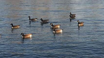 Poster - A gaggle of black-necked geese swimming on a lake in 4K