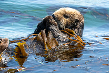 California Sea Otter Sleeping Wrapped In Kelp In Monterey Bay