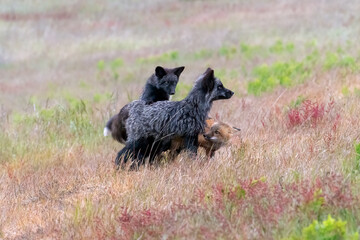 Wall Mural - a femail red fox is nursing her four kits on san juan island