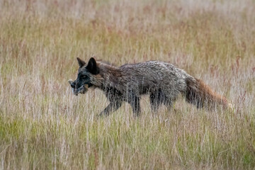 Wall Mural - red fox babies on san juan island