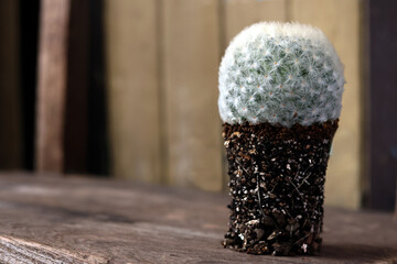 Wall Mural - Close up pot of Cactus Mammillaria plumosa show soil and root.Decoration Home background  Close-Up Of Potted Plant Selective Focus only foreground . with copy space Thailand