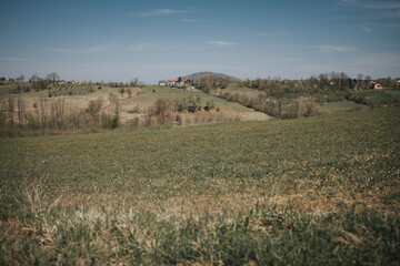 Poster - Scenic view of a grassy field with bare trees and village houses in the countryside