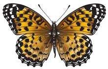 Fritillary Butterfly Whole