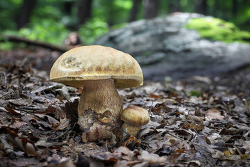 Delicious edible mushroom Boletus reticulatus in summer forest