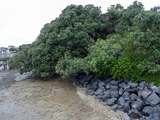 Wall Mural - pohutukawa tree on beach