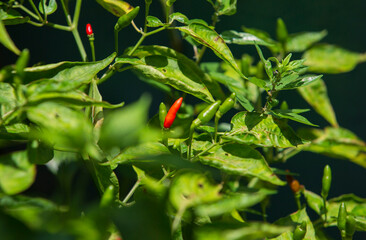 Wall Mural - red chili pepper