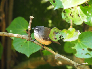 Sticker - Cute closeup view of a tiny bird sitting on the branch of the tree on a blurry background