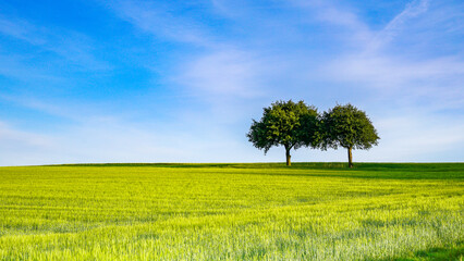 under the blue sky and white clouds, two trees grow in the vast, green wheat field