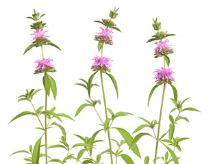 Wall Mural - Monarda citriodora. Common names include lemon beebalm, lemon mint and purple horsemint. Isolated on white.