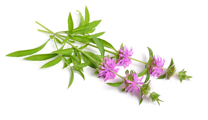 Wall Mural - Monarda citriodora. Common names include lemon beebalm, lemon mint and purple horsemint. Isolated on white.