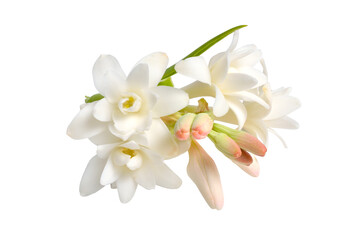 Agave amica, formerly Polianthes tuberosa or tuberose. Isolated on white background. Full dept of field.