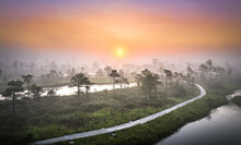 Colorful Morning Sunrise Over The Bog Of National Park Of Ķemeri. Wooden Trail Leading Through Wetlands Covered In Fog. 