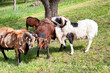 Kamerunschafe und  Barbados Blackbelly-Schafe, Schafe die zu den Haarschafen gehören.