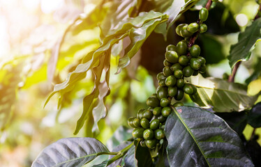 coffee beans on a tree with soft-focus and over light in the background