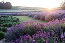 Lavender Field Region