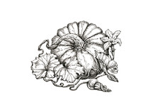 Hand Drawing Pumpkin With Flower And Leaves, Engraving Vintage Style
