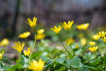 Sticker - yellow flowers in spring